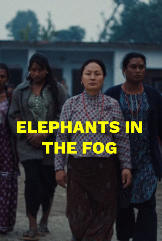 Elephants in the Fog En gruppe gar foran med bygning og tre i bakgrunnen