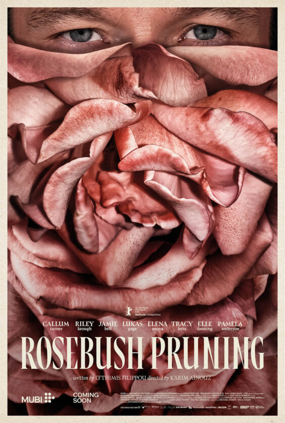 Rosebush Pruning Et ansikt med blå øyne er delvis dekket av store rosa roseblader som fyller nesten hele bildet
